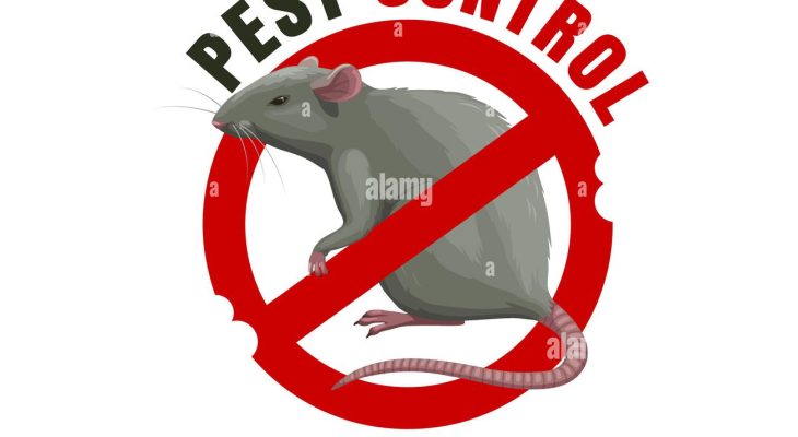 How to Choose the Right Pest Control Company for Rats